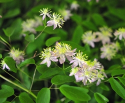 Lovely palest pink fluffy flowers in early spring.